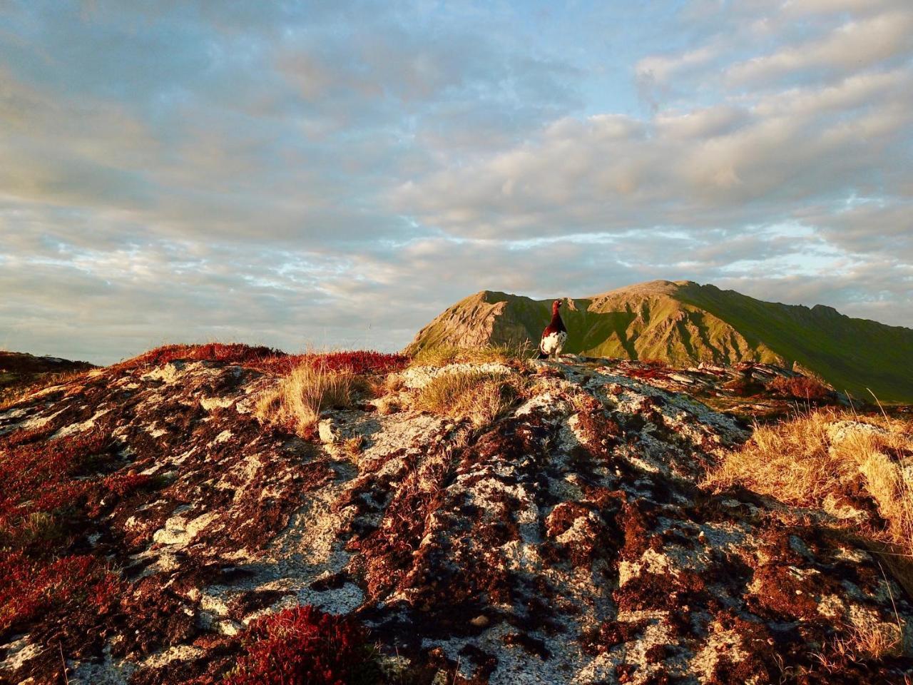 Lofoten Bay View Bostad Exterior foto